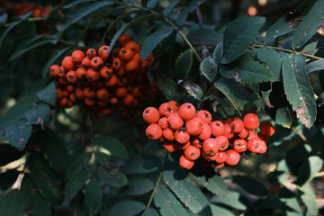 Bright rowan berry. Rowan branch. Red-orange rowan berries. Rowan in the park. Rowan tree in autumn.