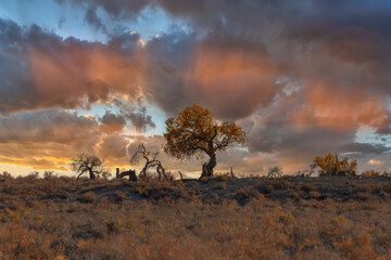 Picturesque turangas (trees from the poplar genus) on an autumn evening against the background of an expressive sky