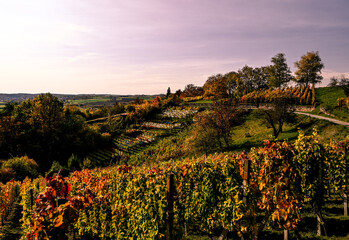 Sunset scenery of a beautiful red-orange colored vineyard during autumn.