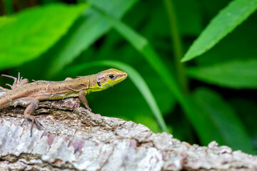 a lizard in nature with its mysterious movements