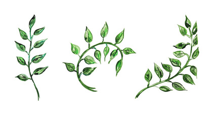 Branch green spring leafs