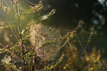 cobwebs on field plants, morning Sunshine, blurred background, dry flowers, web, bokeh, warm...