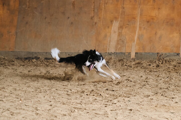 Black and white with tan fluffy border collie runs fast and sand flies from under paws, dust stands in column. Agility competitions, sports with dog to improve contact with owner.