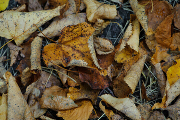 dry leaves. Dry fallen brown leaves in autumn Park. autumn background with dry leaves, top view, close-up. autumn season, bright leaves, nature in the forest. selective focus
