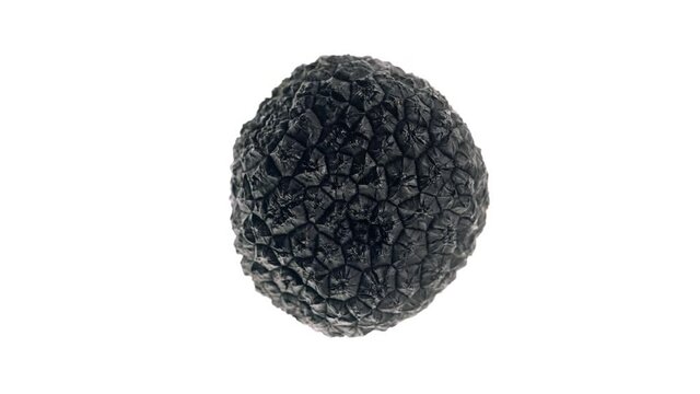 Top view of one whole black truffle mushroom. Rotating on white background.