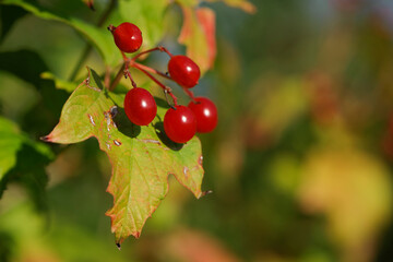 red Viburnum berries on a branch with leaves autumn background. Viburnum branches covered with beautiful red berries, green leaves. autumn colors, beautiful season, close-up