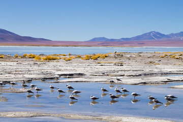 Bolivian lagoon landscape,Bolivia