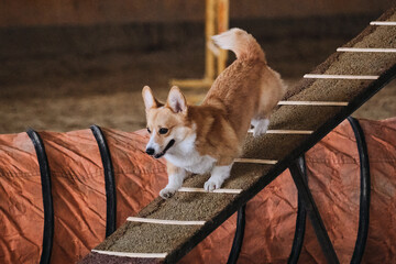 Welsh corgi Pembroke red color with short tail runs down training shell boom. Agility competitions,...