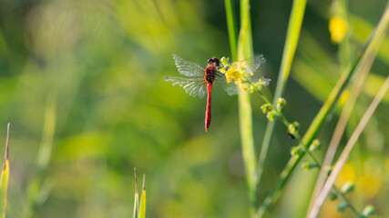 Sympetrum flaveolum. large dragonfly on wildflowers. beautiful insect sits in gras, on a green blurred background. beautiful bokeh, dragonfly predator, close-up, macro nature photo