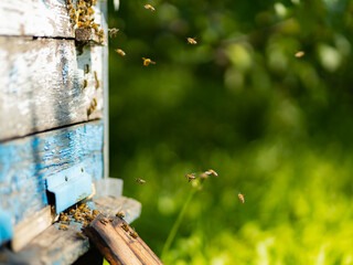 Bees fly into the hive entrance. Bees flying around beehive. Beekeeping concept. Copy space. Selective focus