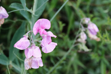 Closeup of beautiful purple clover wildflowers