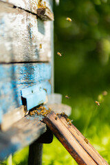 Bees fly into the hive entrance. Bees flying around beehive. Beekeeping concept. Copy space. Selective focus