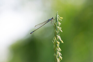 Grass with dragonfly at background sky . Silhouette of dragonfly sitting on tip of spikelet grass. blue dragonfly Coenagrionidae. natural blurred background. insect, space for text. soft focus