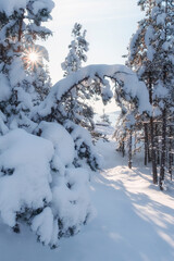 fabulous winter landscape, sunny day in the forest after a snowfall.