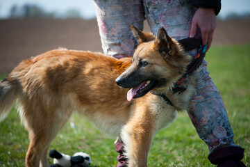 Dog without one paw, red-haired big. beautiful dog after surgery. crippled animal, after the accident. home animal. animal care concept, homeless, health problem, veterinary medicine