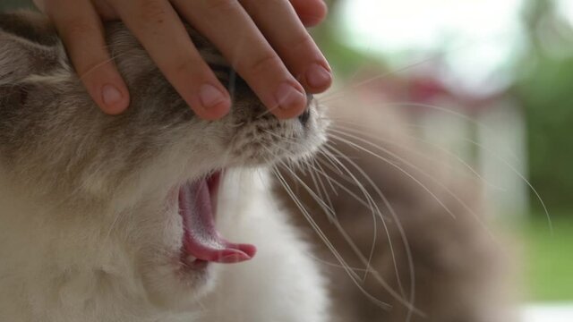 Close-up of a happy fluffy colourpoint British cat, that is stroked by a child's hand. The animal yawns lazily and carelessly