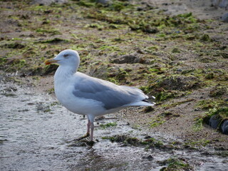 seagull 