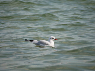 black headed gull