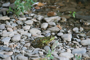 Fototapeta na wymiar frog on stones