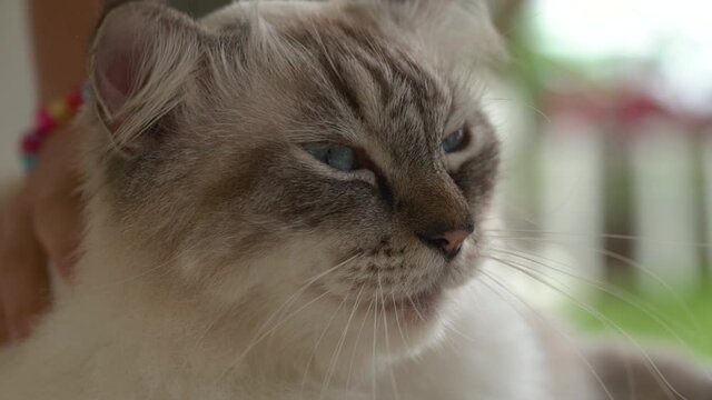 Close-up of a happy fluffy colourpoint British domestic cat, that is stroked by a child's hand