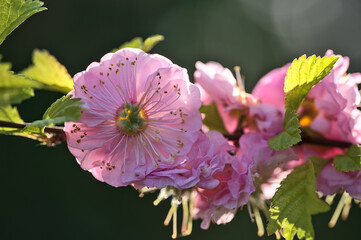 Beautiful macro view of delicate spring pink flowering almond tree (Prunus triloba 'Multiplex') blossoms on tree branch against blurred green background on university campus, Dublin, Ireland