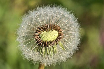 Beautiful macro view of spring soft and fluffy dandelion (Taraxacum officinale) flower clock seeds and puff ball head, Sandymount Beach, Dublin, Ireland. Soft and selective focus