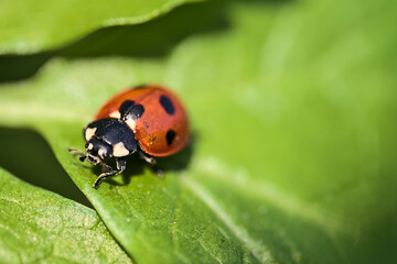 Fototapeta premium Beautiful bright closeup view of ladybug (Coccinellidae) crawling on spring light green leaves near Sandymount Beach, Dublin, Ireland. Soft and selective focus. Flora and fauna macro
