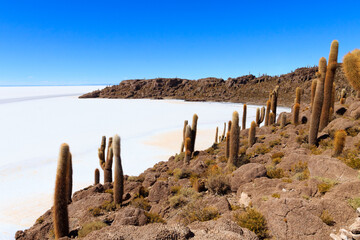 Salar de Uyuni view from Isla Incahuasi