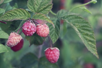 raspberries on the bush