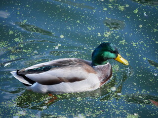 mallard duck