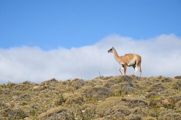 guanaco with patagonia mountain