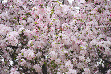 cherry blossom