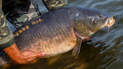Obraz premium Fishing adventures, carp fishing. Mirror carp (Cyprinus carpio), freshwater fish. Angler with a big carp fishing trophy.Sunrise with a Carp Angler overlooking Lake