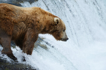 grizzly bear hunting salmon