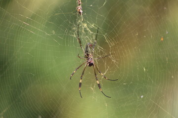 spider on the web