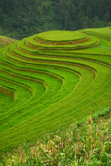 vietnam rice terrace - obrazy, fototapety, plakaty