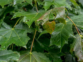 LEAVES IN THE RAIN 