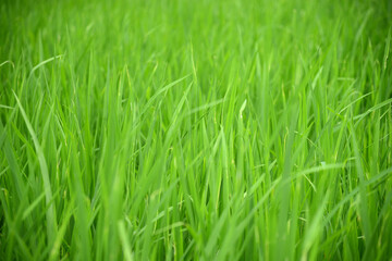 Fototapeta na wymiar green rice field