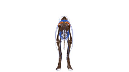 Gluteus Superficialis muscle Dog muscle Anatomy For Medical Concept 3D