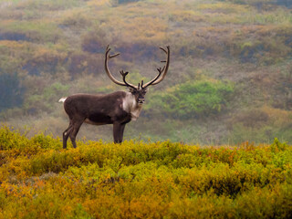 Naklejka na ściany i meble Photo of majestic caribou with huge antlers in Denali National Park in Alaska, standing in fall color tundra