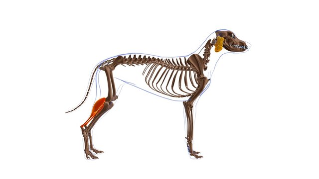 Gastrocnemius muscle Dog muscle Anatomy For Medical Concept 3D