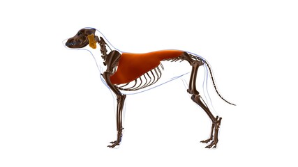 Latissimus Dorsi muscle Dog muscle Anatomy For Medical Concept 3D