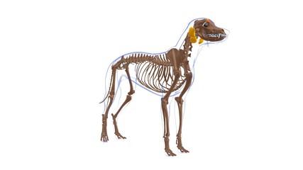 Obraz na płótnie Canvas Levator Anguli Oculi Medialis muscle Dog muscle Anatomy For Medical Concept 3D