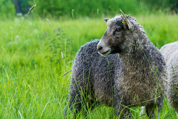Close up of a gray sheep standing in tall green grass