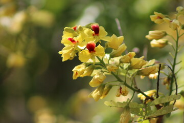 yellow flowers on a tree pau brasil