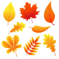 Naklejka premium Autumn leaves of maple, oak, mountain ash, chestnut on white background. Fallen leaves. Autumn nature. Colors of autumn. Templates for postcards, prints, posters, covers, banners. Vector illustration