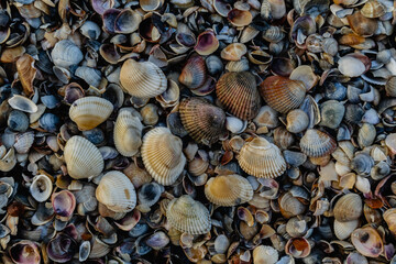 Lots of textured small shells on the beach on the Black Sea coast.