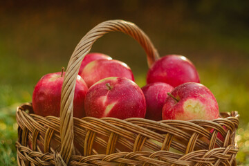 Basket with ripe red autumn apples in warm evening lighting on a blurry background.