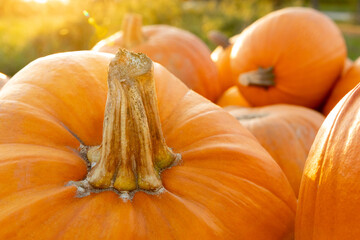 kuerbisse in der goldenen stunde im herbst - Pumpkins in the golden hour in autumn october