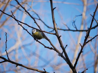 bird on a branch